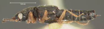 Media type: image;   Entomology 6536 Aspect: habitus lateral view